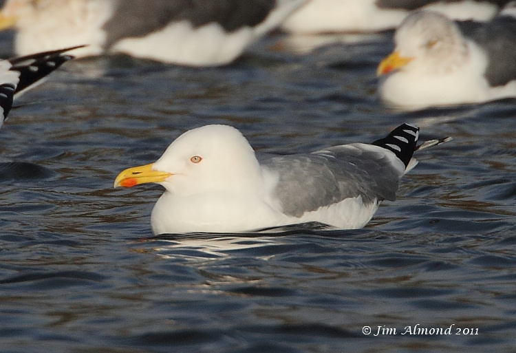 Yellow legged Gull adult winter head on Priorslee Flash 5 12 11 IMG_2803